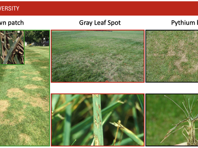 NC STATE UNIVERSITY banner; turf disease examples labeled Brown patch, Gray Leaf Spot, Pythium blight