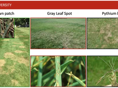 NC STATE UNIVERSITY banner; turf disease examples labeled Brown patch, Gray Leaf Spot, Pythium blight