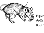 Diagrams of rodents