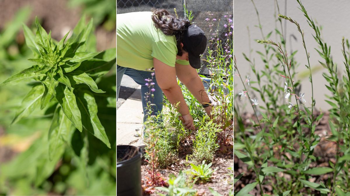 Pollinator-friendly plants cultivated from seed were installed by Master Gardener volunteers and library staff at Warren L. Stanford Library in Durham, NC.