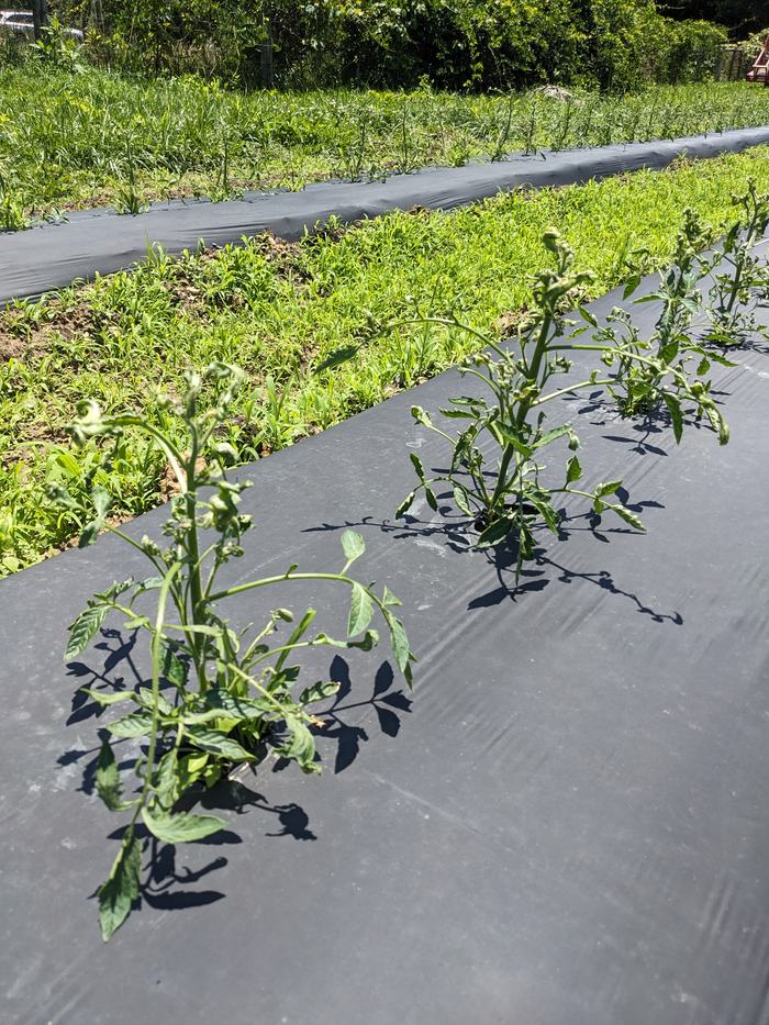 Small plants and curled leaves denoting damage from herbicides.