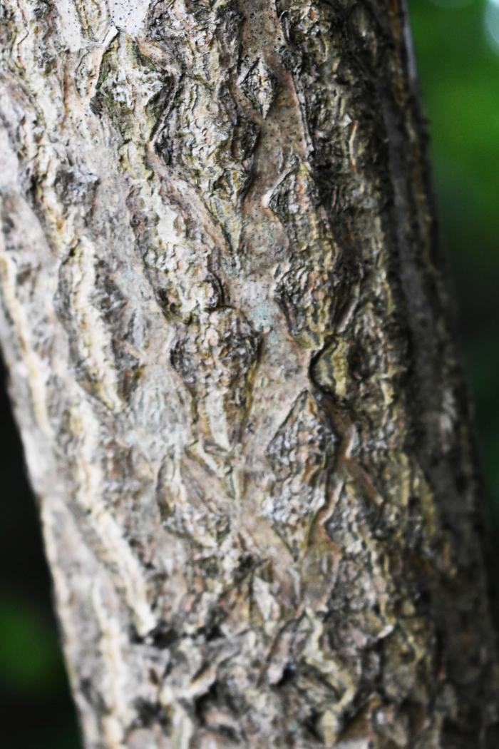 Tree of heaven bark that is gray in color and shows shallowly ridged bark form.
