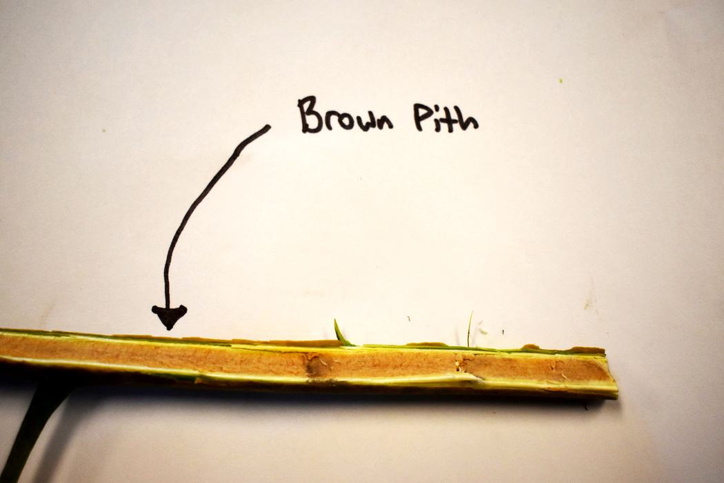 Cross-section of plant stem with arrow and handwritten label "Brown Pith"