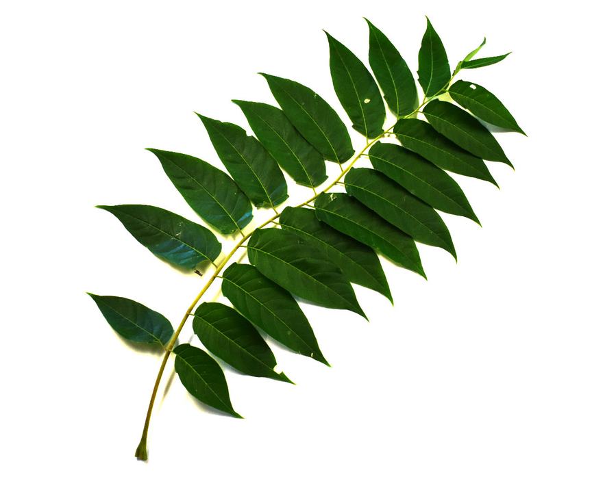 Green compound leaf branch with many lanceolate leaflets on white background