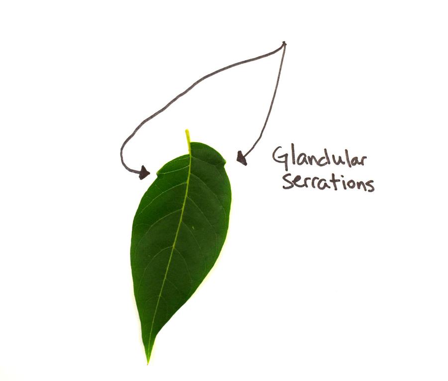 Single green leaf with arrows pointing to margins and text "Glandular serrations"