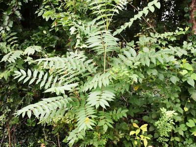 Photo of tree-of-heaven in a forested setting.