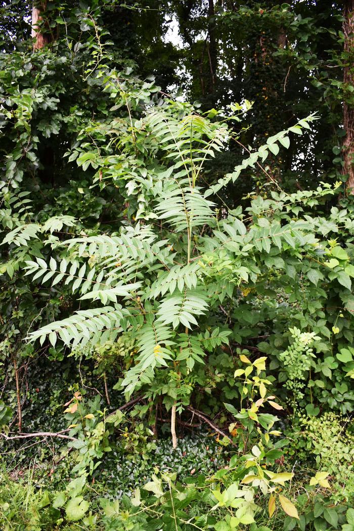 Tree-of-heaven in a forested setting showing suckering habit via multiple stems coming up from roots of larger specimens.