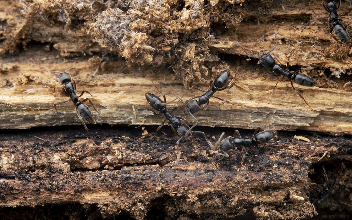 Needle Ants on a decomposing log.