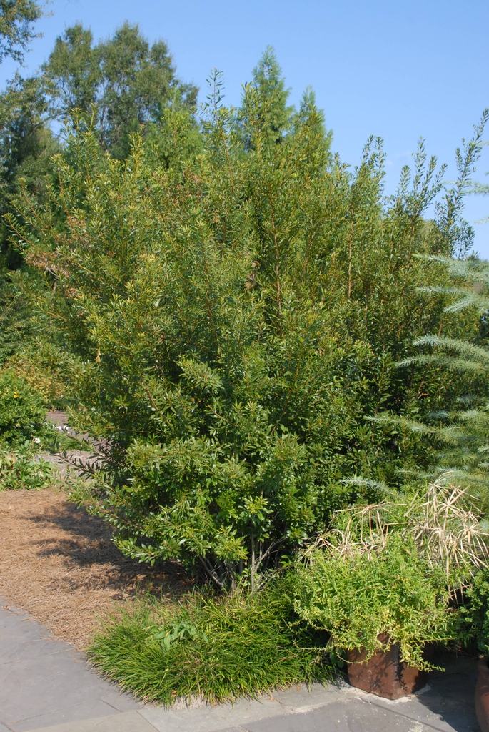 Wax Myrtle in Full Form By JimRobbins