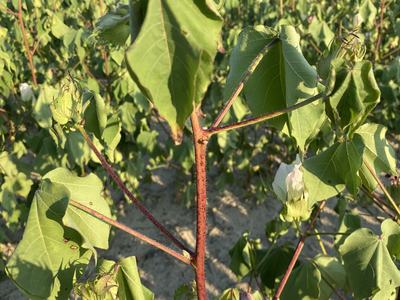 Leaves on cotton plants wilting due to heat and lack of water.