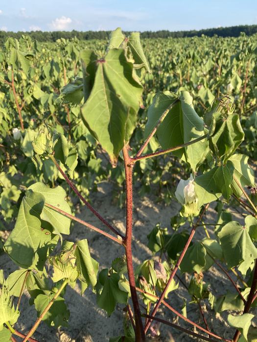 Leaves on cotton plants wilting due to heat and lack of water.