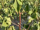 Leaves on cotton plants wilting due to heat and lack of water.