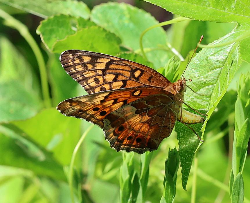 The variegated fritillary butterflies have been busily laying eggs on purple passionflower vine.