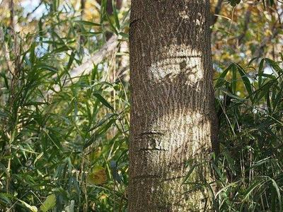 Tree trunk with circular sunlit patches and surrounding dense green foliage