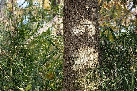 Tree trunk with circular sunlit patches and surrounding dense green foliage