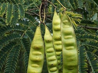 Four green leguminous seed pods hanging from a branch with fern-like leaves