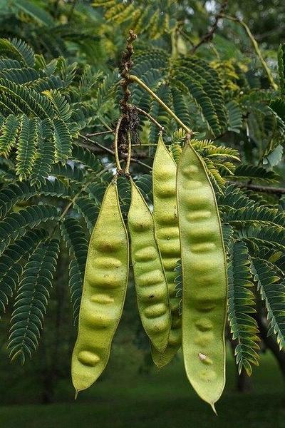 Four green leguminous seed pods hanging from a branch with fern-like leaves