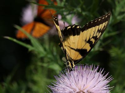 Eastern tiger swallowtail with monarch nectaring on native field thistle.