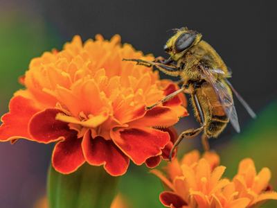 Bee on a Marigold; Image by Ben Kerckx from Pixabay
