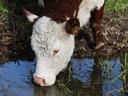 Cow Drinking Water