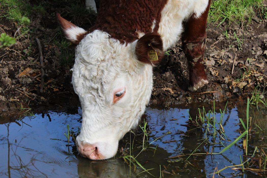 Cow Drinking Water