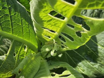 Green leaves with numerous irregular holes consistent with insect feeding