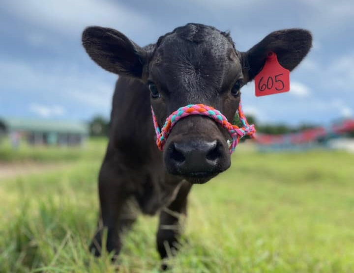 black calf on halter