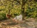 Chickens pecking ground in front of trees