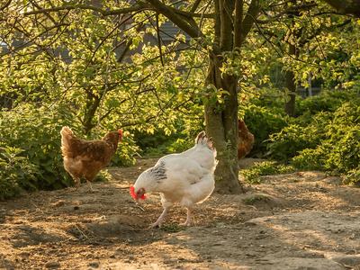 Chickens pecking ground in front of trees