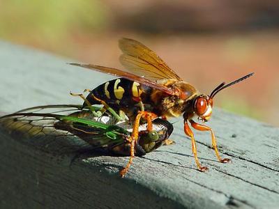 Wasp carrying captured cicada on a weathered wooden railing
