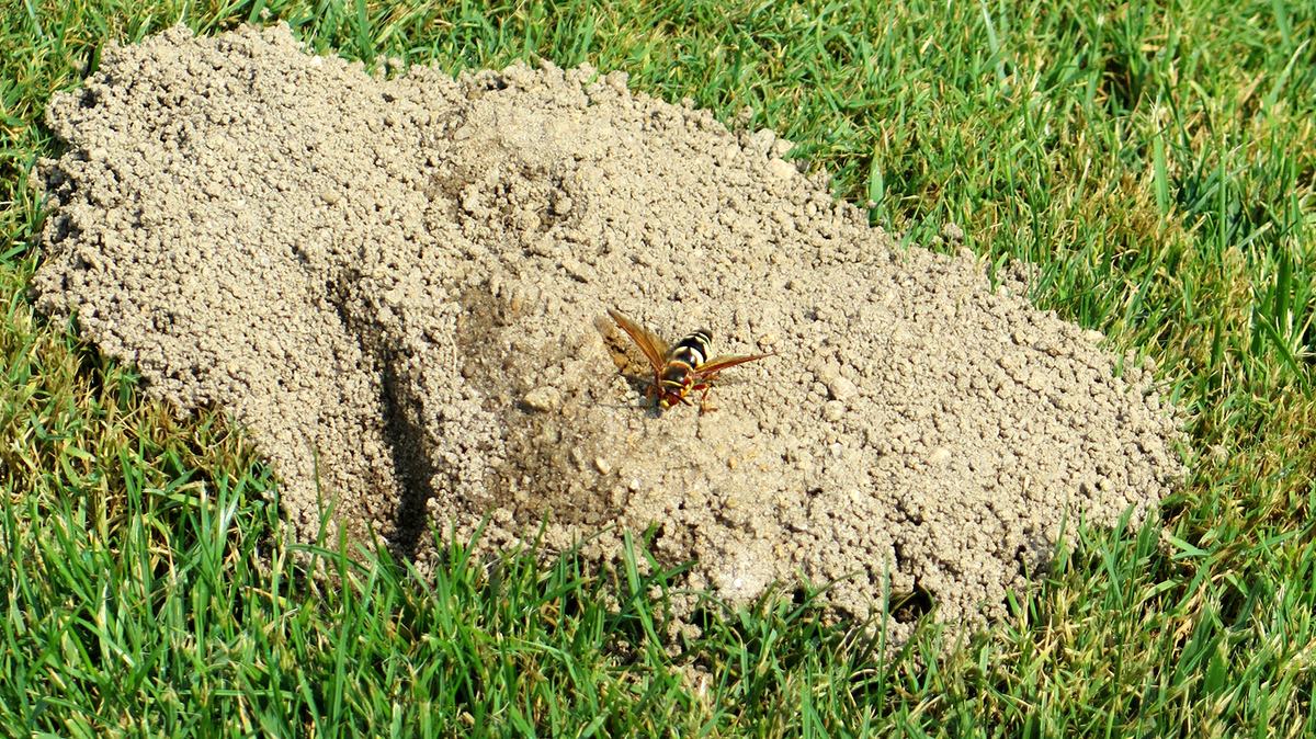Yellow jacket wasp on a small dirt mound amid green lawn grass