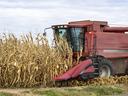 A red harvesting machine on a corn farm