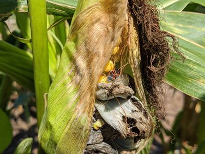 corn smut_Photo by Amanda Bratcher