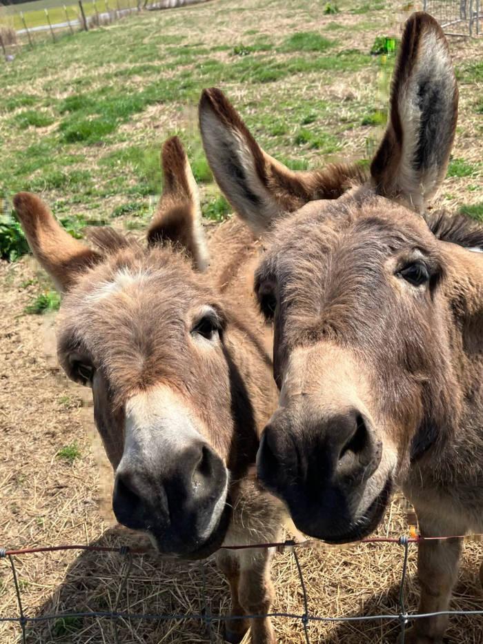Two donkeys looking at you