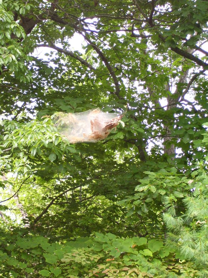 fall webworm