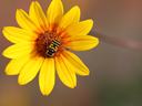 balck and yellow insect on a flower