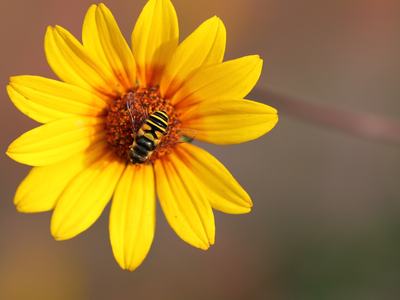 balck and yellow insect on a flower