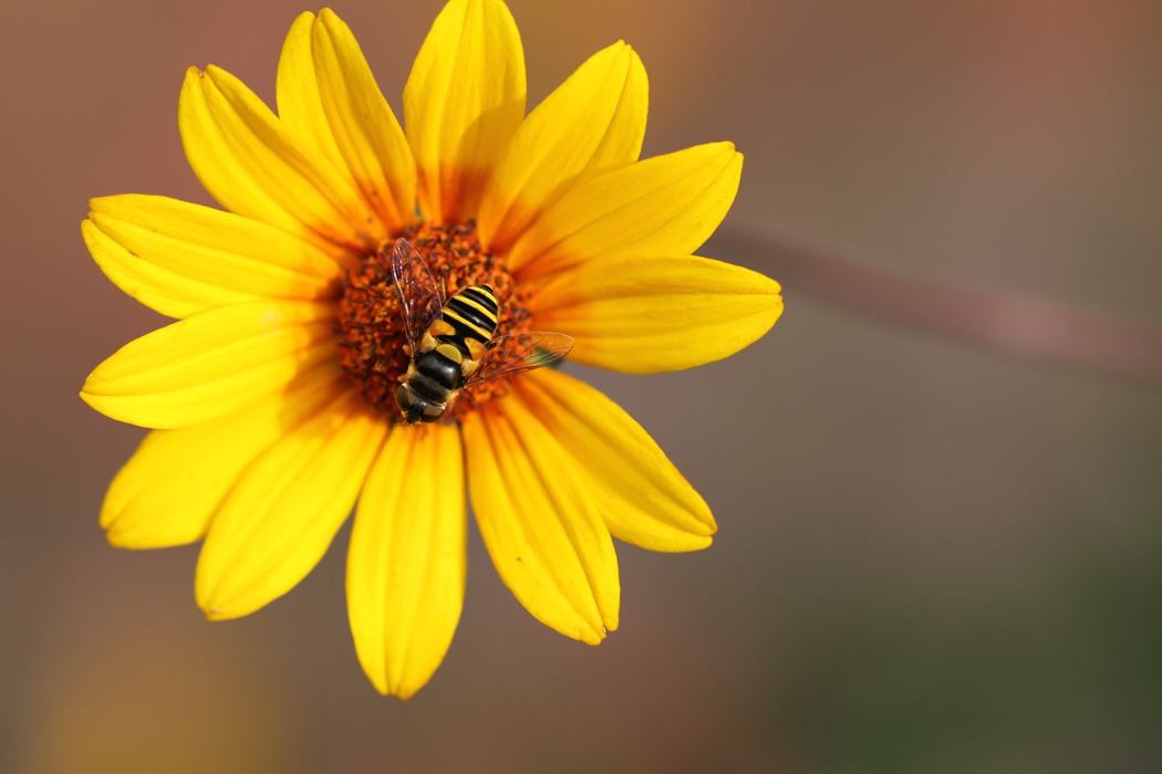 balck and yellow insect on a flower