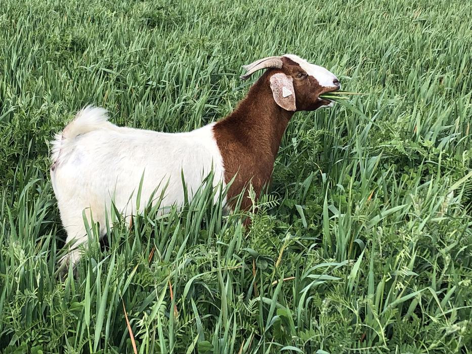 Goat grazing grass