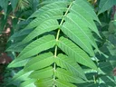 tree of heaven leaves