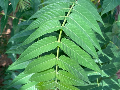 tree of heaven leaves