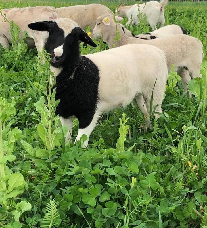 Lamb Grazing forage