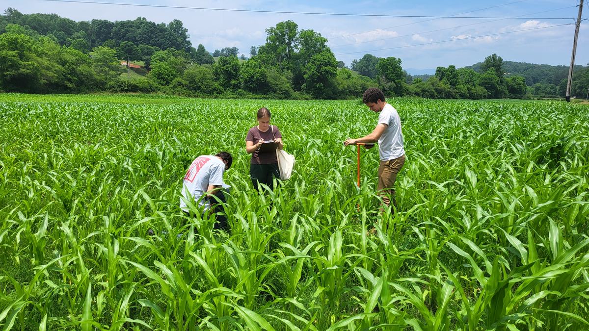 Three individuals collect data in a tall green crop field, using tools and writing notes.