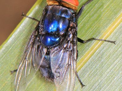 Close-up photo of a New World Screwworm fly (Cochliomyia hominivorax) with a metallic blue body, red-orange eyes, and clear wings, resting on a leaf.