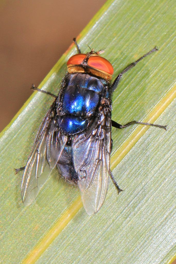 Close-up photo of a New World Screwworm fly (Cochliomyia hominivorax) with a metallic blue body, red-orange eyes, and clear wings, resting on a leaf.