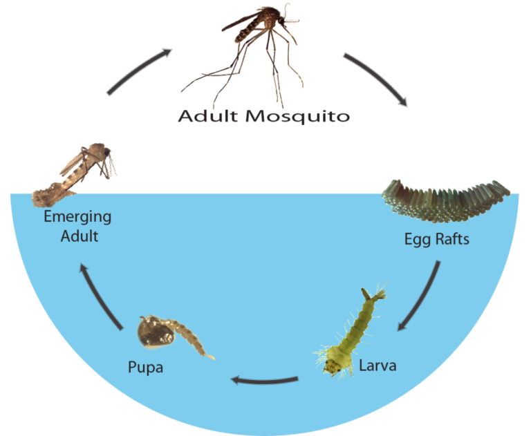 Mosquito life cycle: egg rafts → larva → pupa → emerging adult → adult mosquito