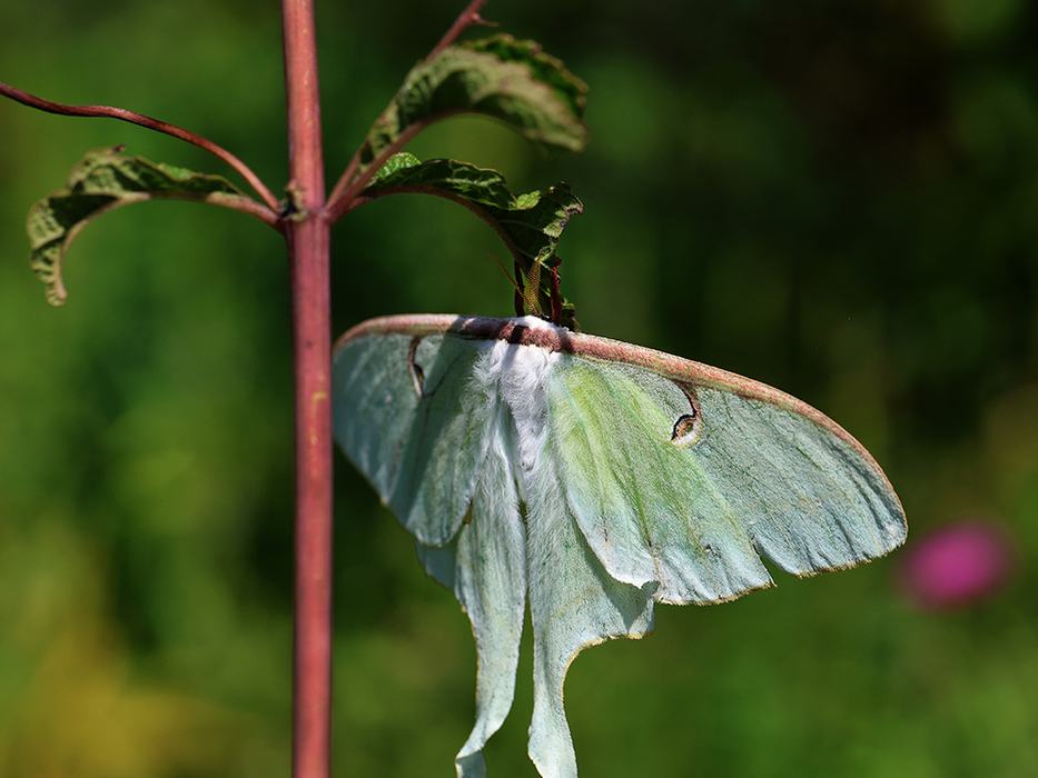 Luna moth on joe-pye weed.