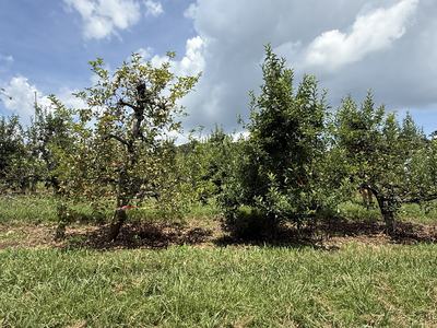 Two GLS treatments showing good and poor efficacy 