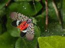 Lanternfly with red, black-spotted wings caught on spider silk over green leaves