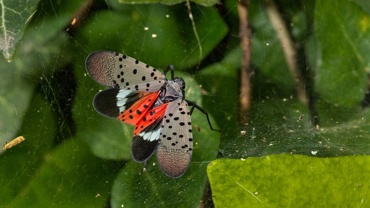 A Spotted Lanternfly caught in a web.